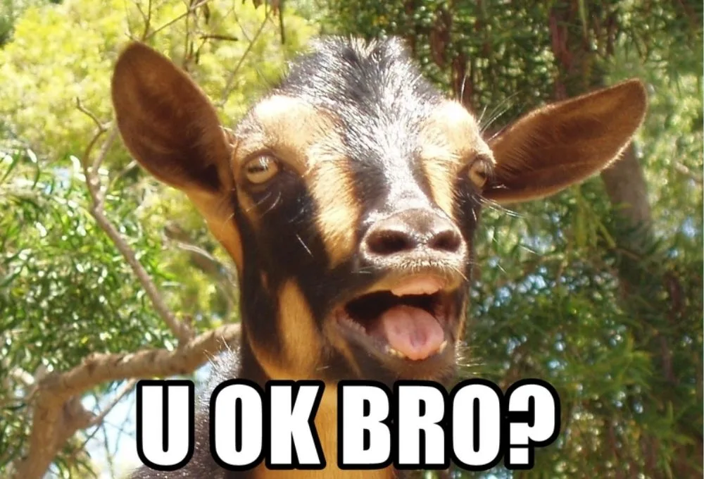 Một số mẫu meme oke được sử dụng nhiều nhất