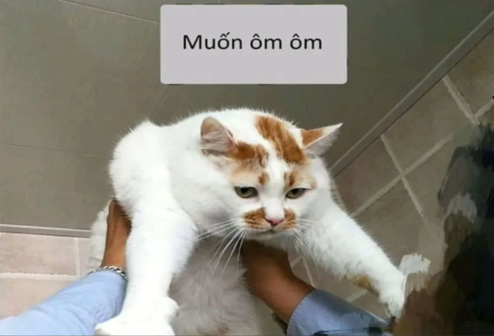 bộ sưu tập meme ôm
