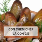 Con chem chép là con gì? Ý nghĩa của con chem chép trên TikTok, Facebook