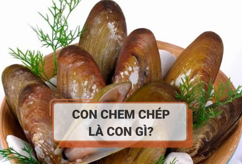 Con chem chép là con gì?