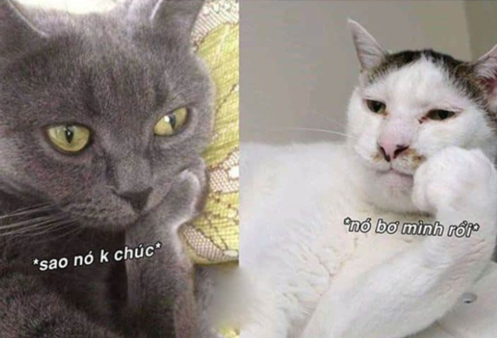 Meme chúc ngủ ngon là gì?