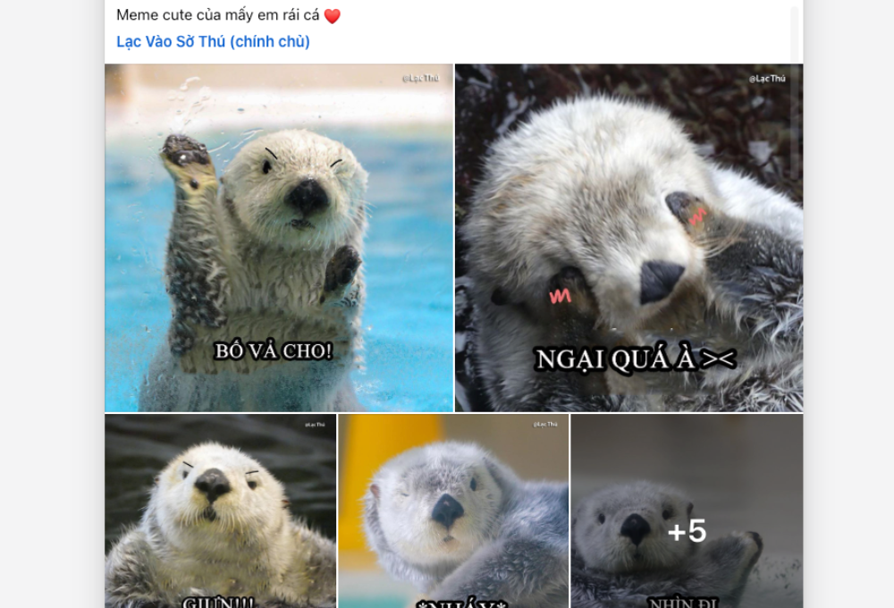 Mức độ phổ biến của meme rái cá trên mạng xã hội