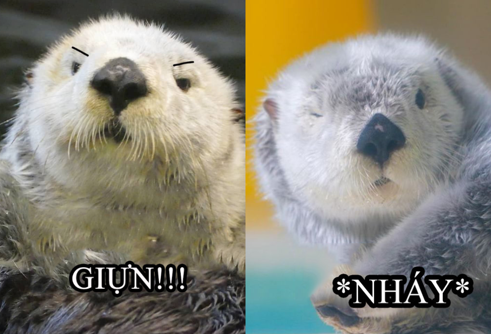 Nguồn gốc của meme rái cá