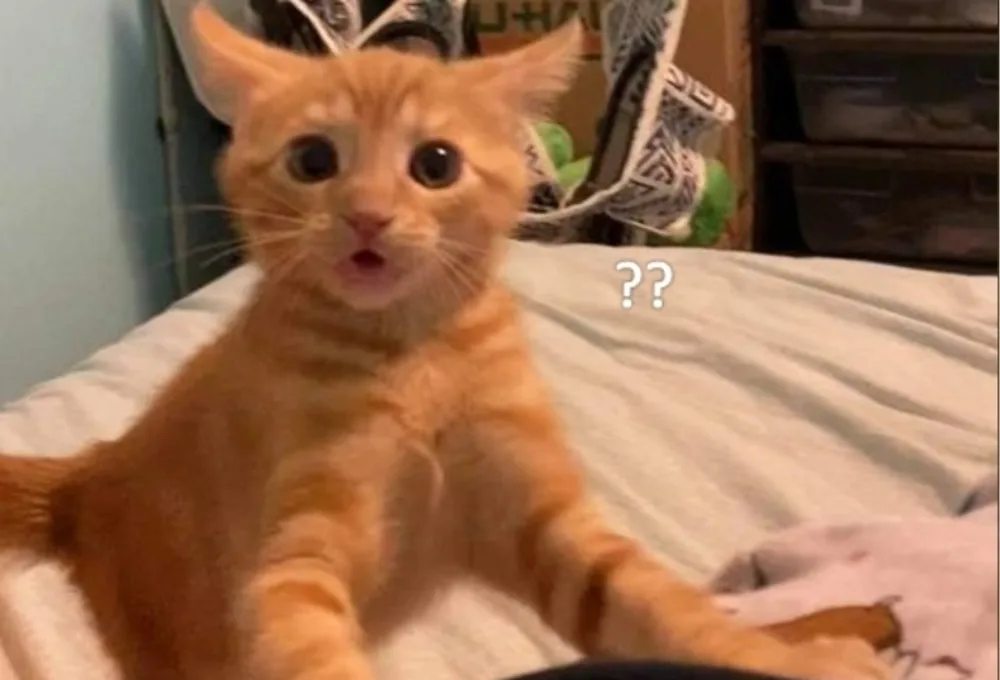 Sự phổ biến của meme bất ngờ trên mạng xã hội