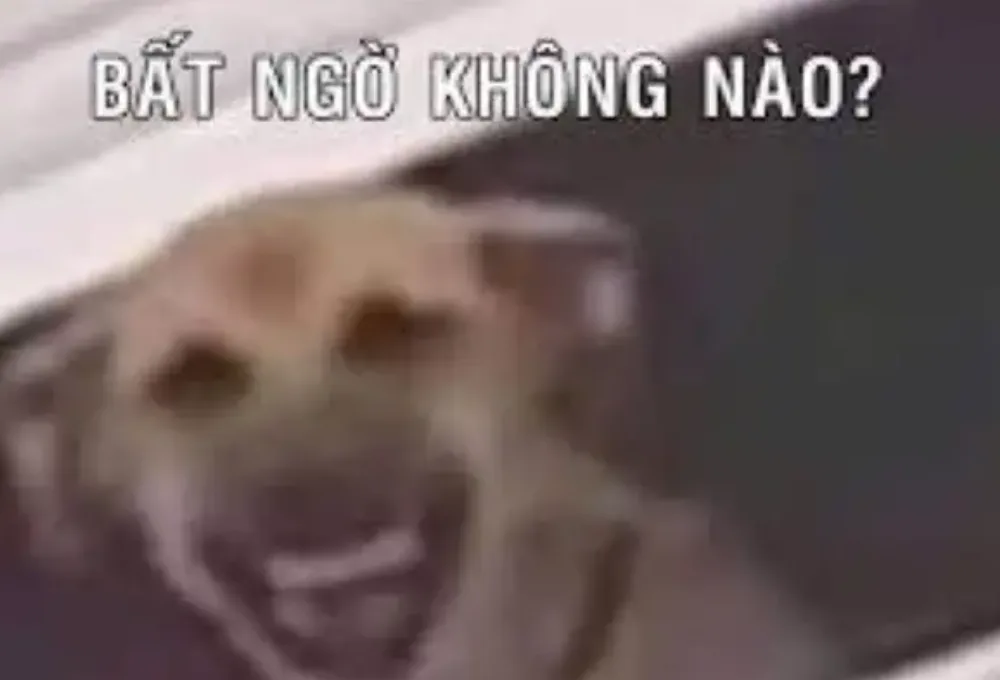 Tổng hợp meme bất ngờ thú vị
