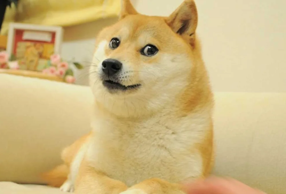 Tổng hợp meme bất ngờ thú vị