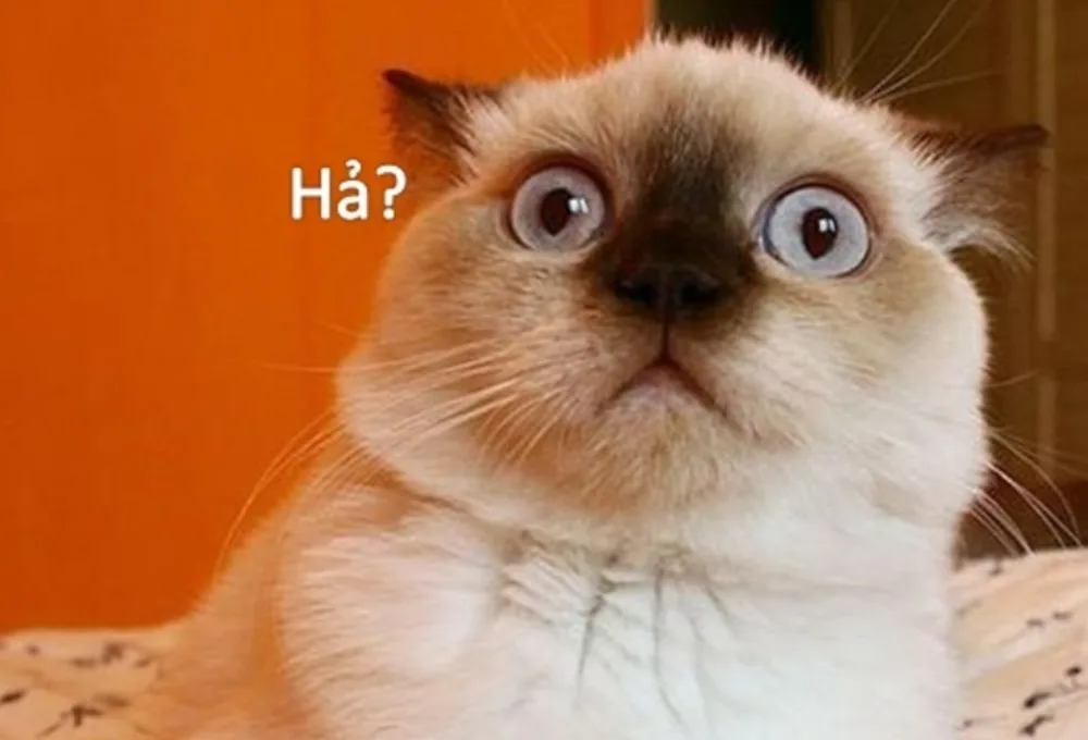 Tổng hợp meme bất ngờ thú vị