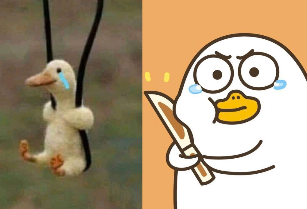 Tổng hợp meme vịt dễ thương độc đáo