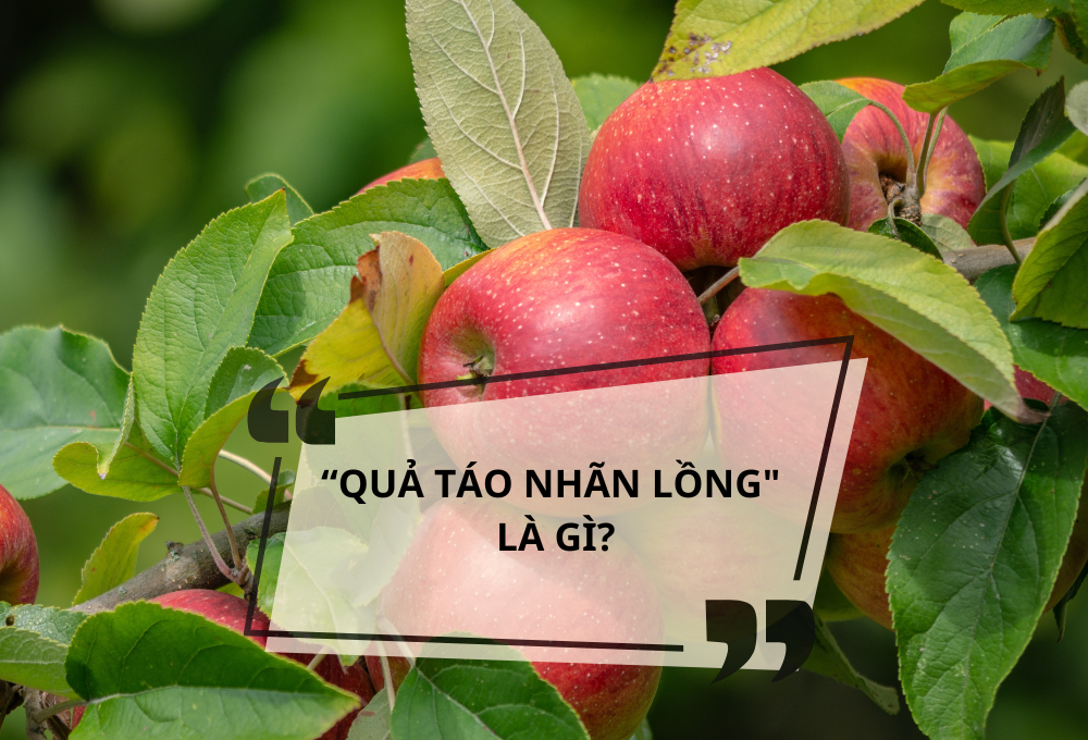 "Quả táo nhãn lồng" là gì?